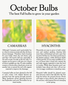 Charlotte Vard • Graphic Design & Art Direction